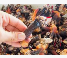 Goose Neck Barnacle Festival, Vila do Bispo